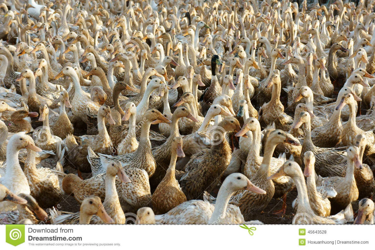 flock-white-duck-mekong-delta-vietnam-has-many-domestic-animal-livestock-grazing-field-45643528.webp