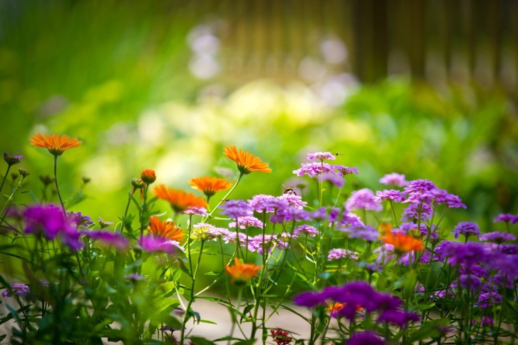 flower-field.jpg