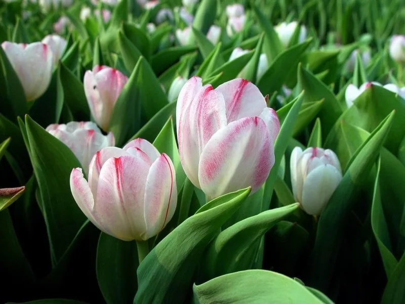 flowerbig4.webp
