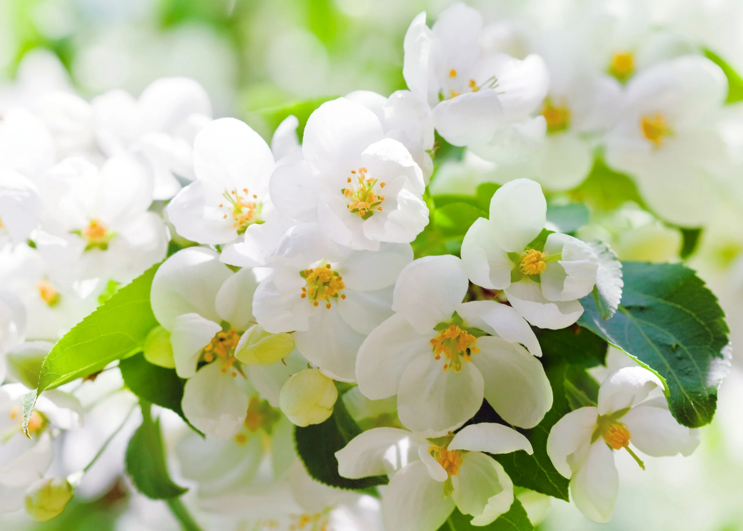 Flowering_trees_Closeup_Branches_548992_2560x1830.webp