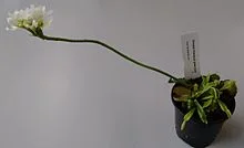 Flowering_Venus_flytrap_plant.webp
