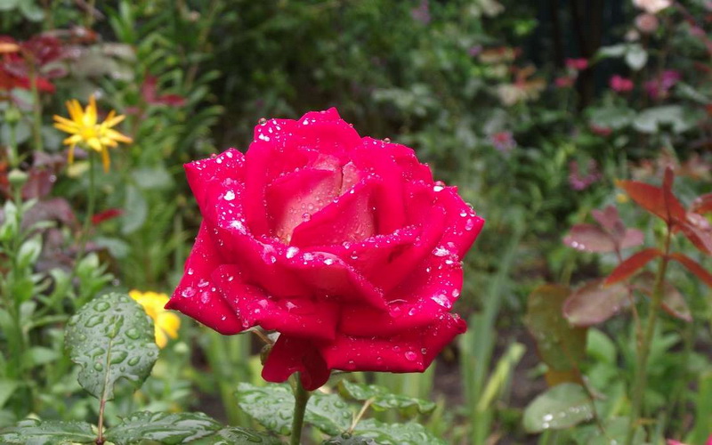 flowers 026.jpg