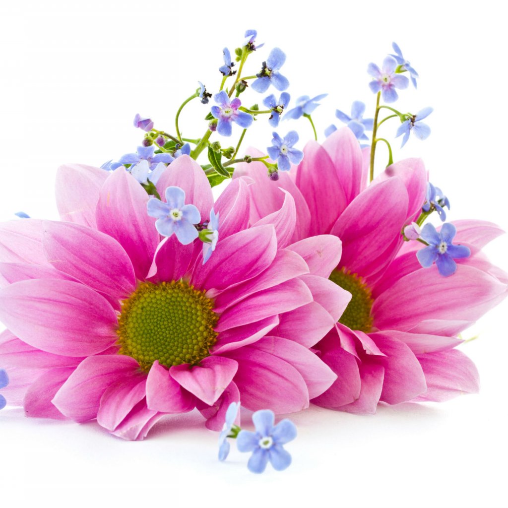 flowers-beautiful-pink-petals-blooms-white-background-1024x1024.jpg