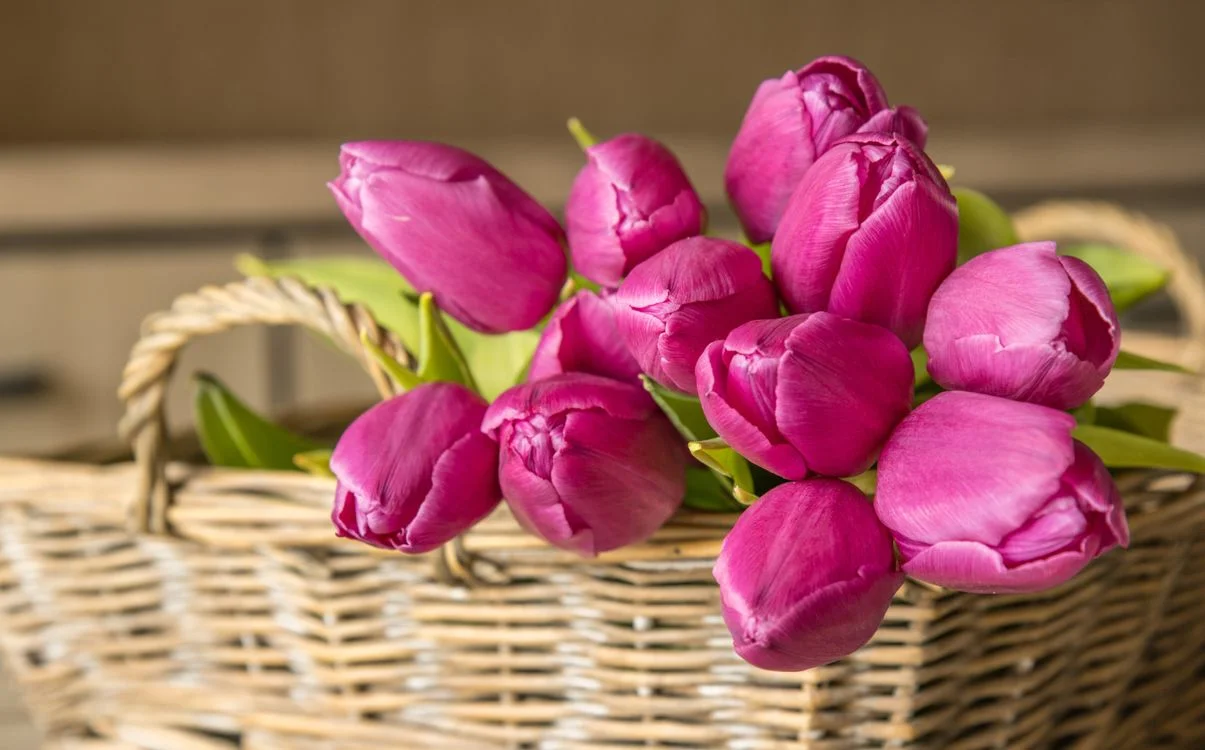 flowers-bouquets-tulip-pink-color.webp
