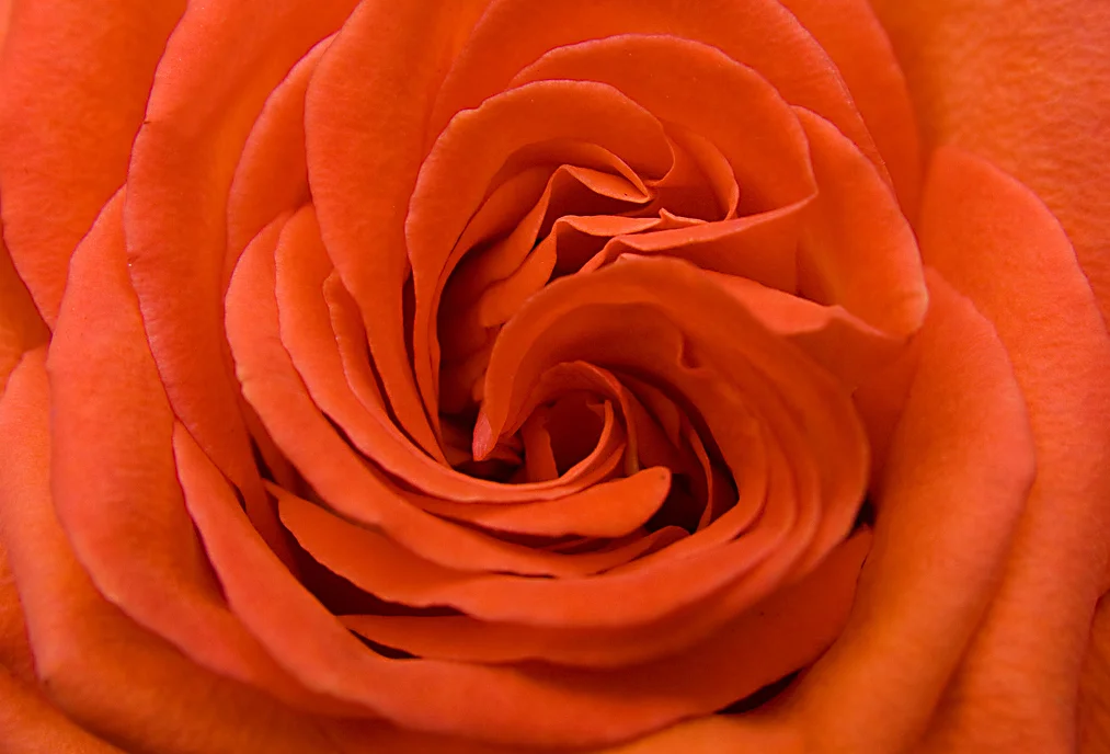 flowers-orange-251.webp