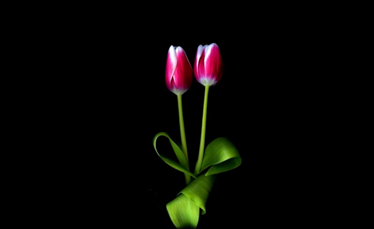 flowers-pink-tulips-nature-amazing-beautiful-flower-wallpaper-for.jpg