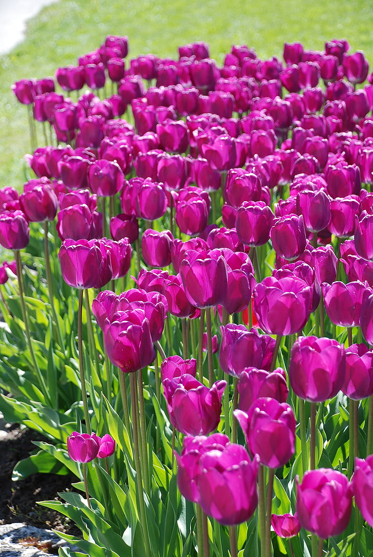 flowers-tulips-purple-our-preview.jpg