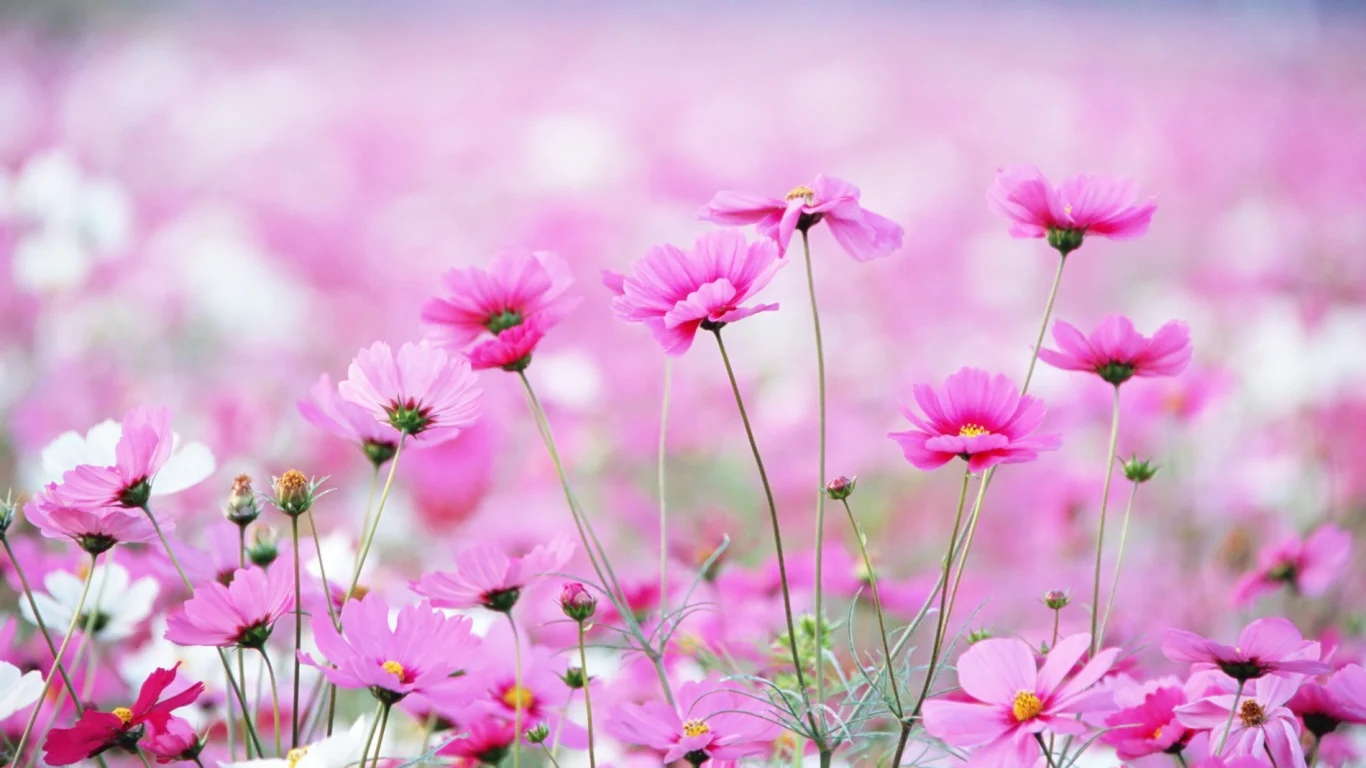 flowers-wallpaper-1366x768.webp