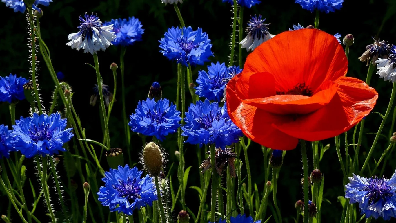 flowers-wallpapers-1366x768-0000.webp