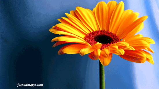 flowers_138.gif