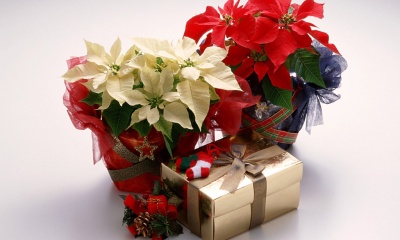 flowers__christmas_gift-t2.jpg