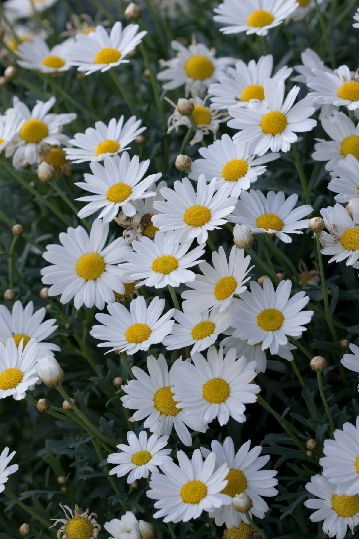flowers_flower_daisy_daisies_white_beautiful_nature_macro-1003621.jpg!d.jpg