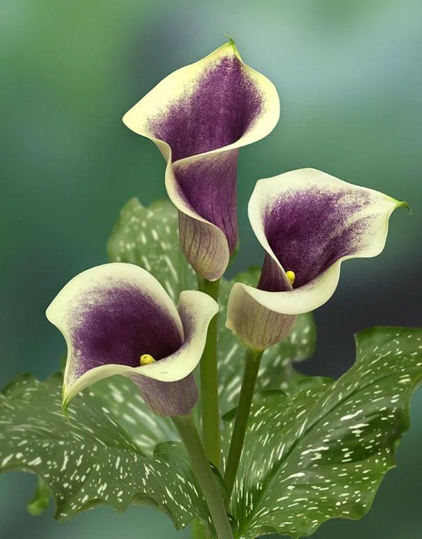 flowers_opt.webp