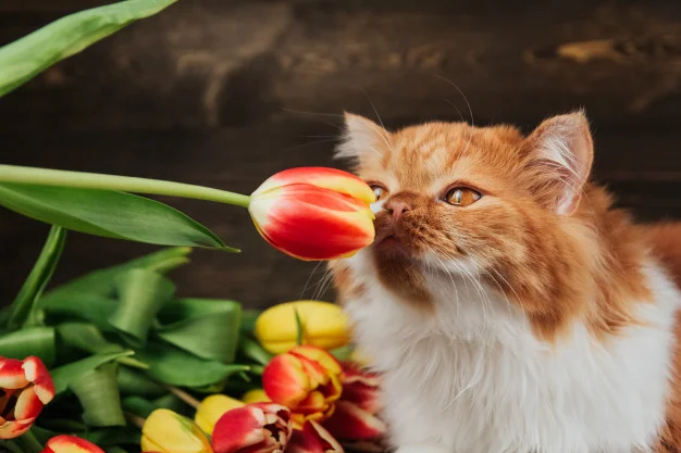 fluffy-ginger-cat-sniffs-a-red-tulip-cat-on-a-background-of-spring-flowers_107760-602.webp