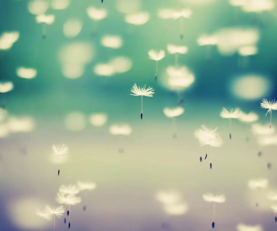 Flying-Dandelion-Seeds-960x800.webp