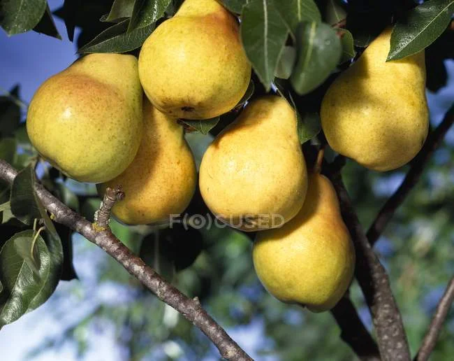 focused_150149766-stock-photo-bunch-of-yellow-pears.webp