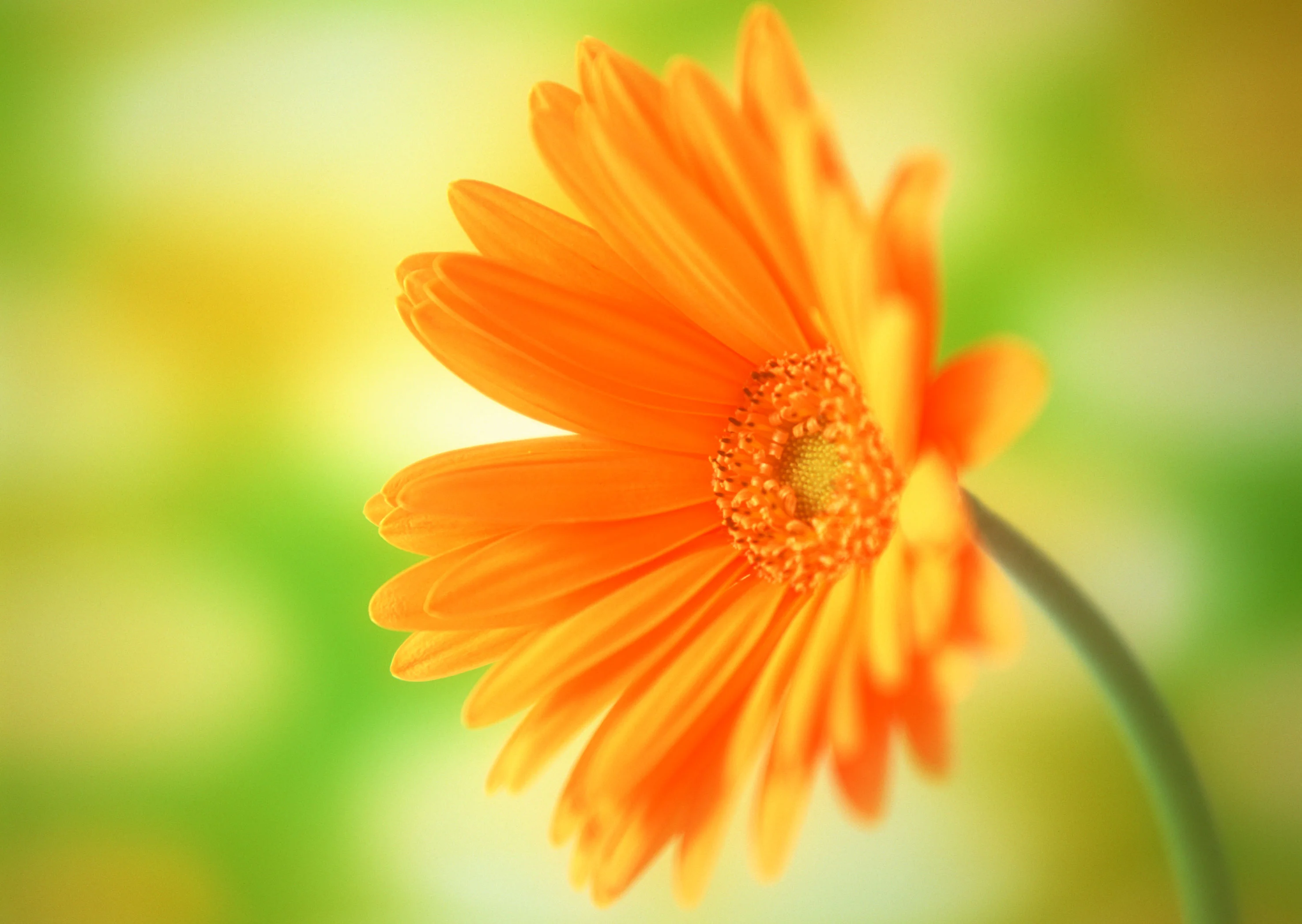 fond_ecran_wallpaper_fleurs_0303.webp