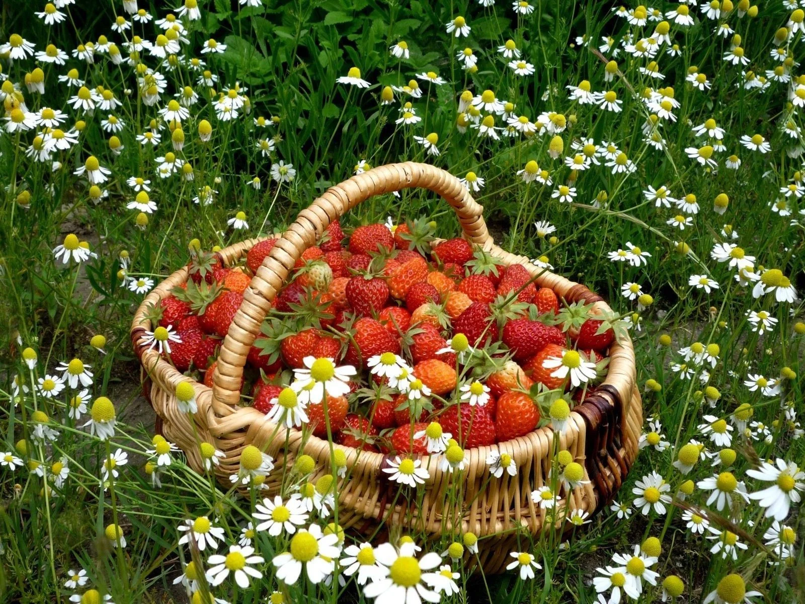 Food___Berries_and_fruits_and_nuts_Basket_of_strawberries_among_daisies_044788_.webp
