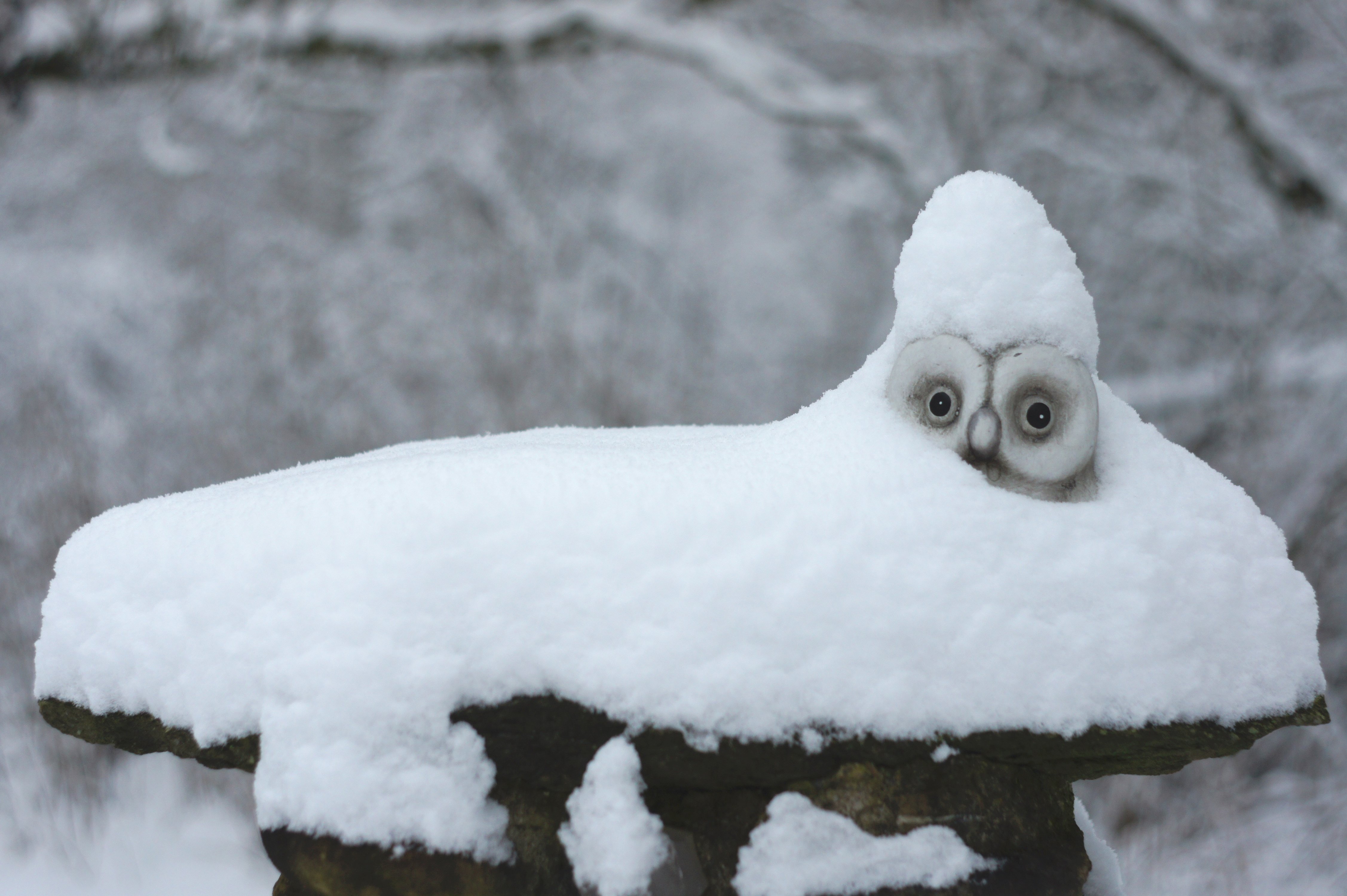 forest-snow-winter-bird-white-animal-ice-decoration-weather-snowy-monochrome-owl-season-snowy-...jpg