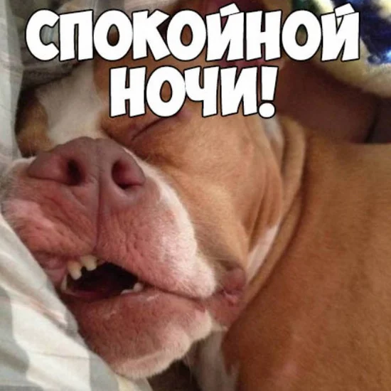 foto-6-smeshnaya-kartinka-spokoynoy-nochi.webp