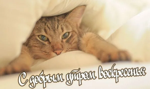 foto-7-s-dobrym-utrom-voskresenya.webp
