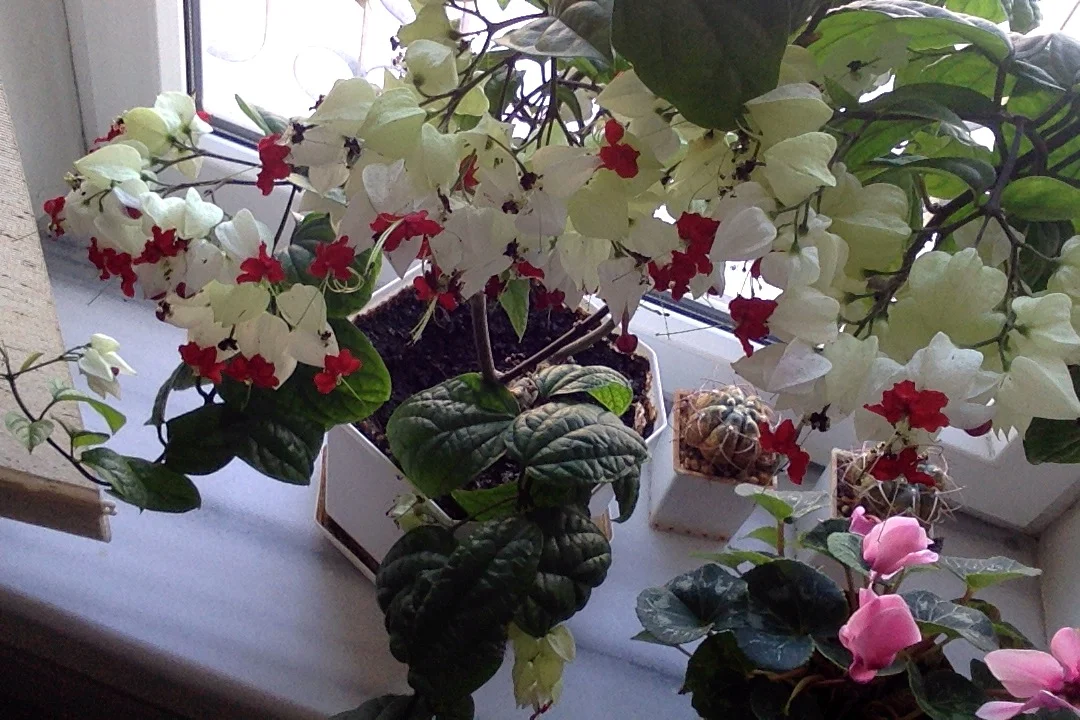 Фотография 02.05.18 в 16.53.webp