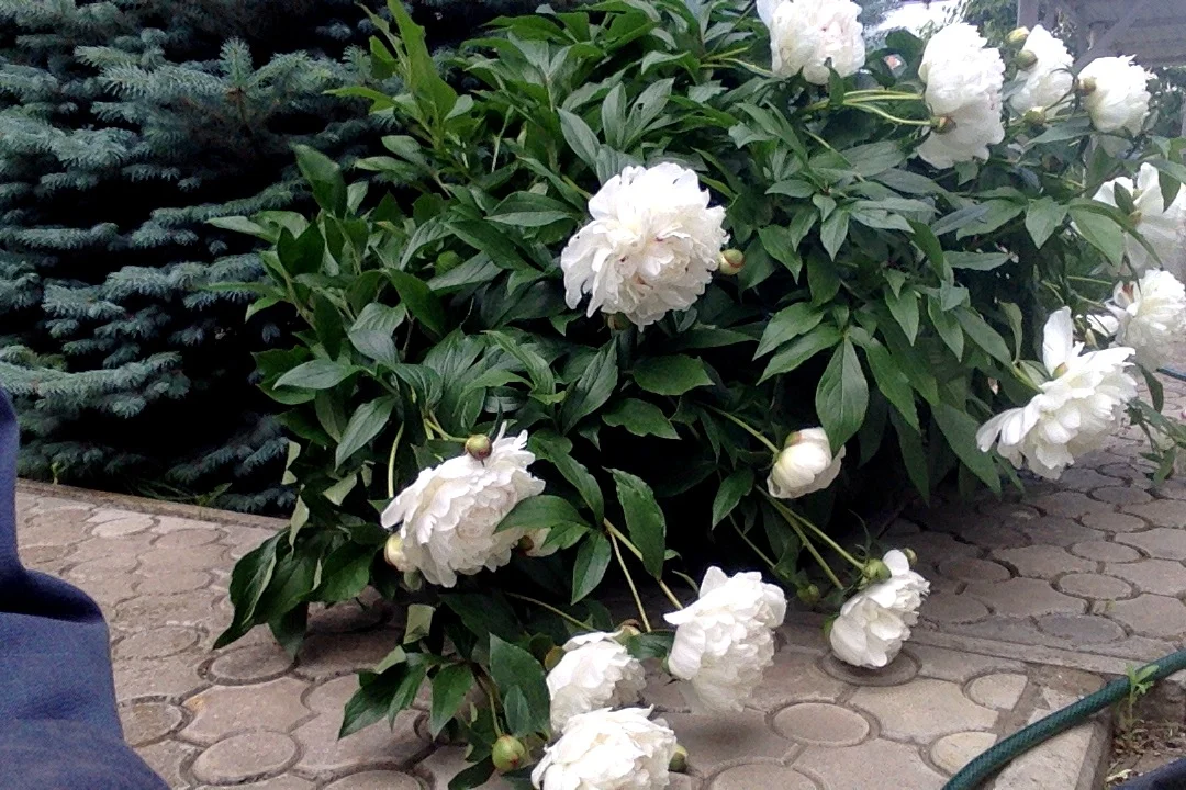 Фотография 04.06.17 в 8.39.webp