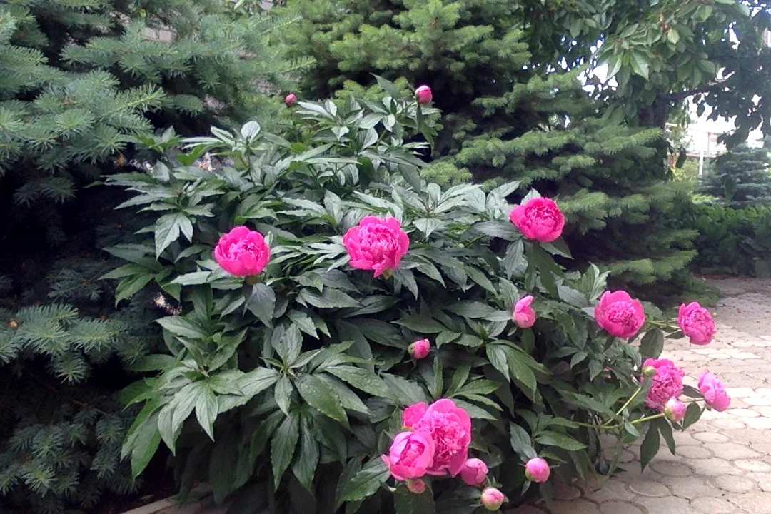 Фотография 04.06.17 в 8.40.webp