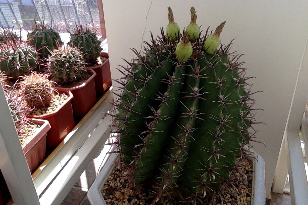 Фотография 05.04.17 в 12.48 #2.webp