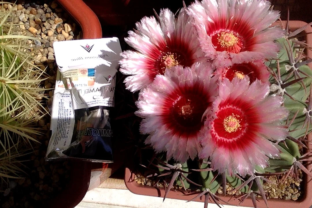 Фотография 07.04.17 в 12.39.webp