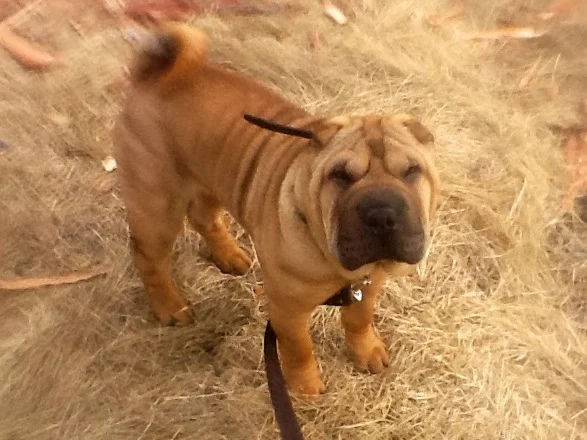 фотография (14).webp