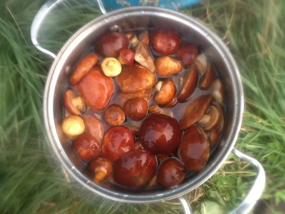 фотография (15).webp