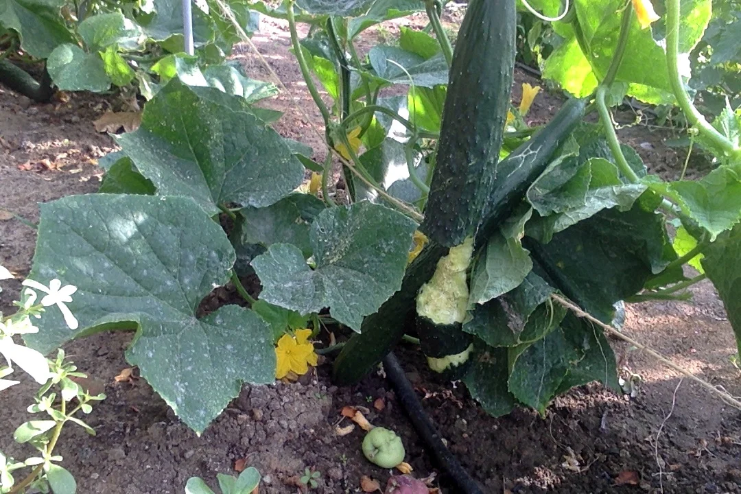 Фотография 20.07.17 в 7.30.webp