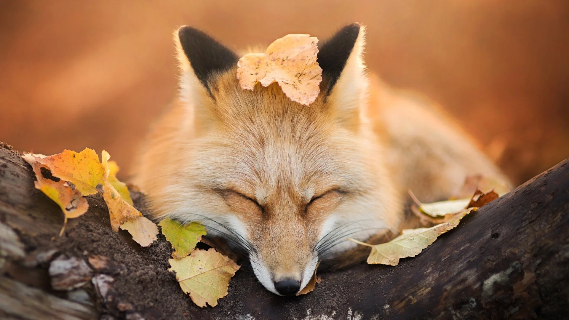 Foxes_Foliage_Cute_526878_1920x1080.webp