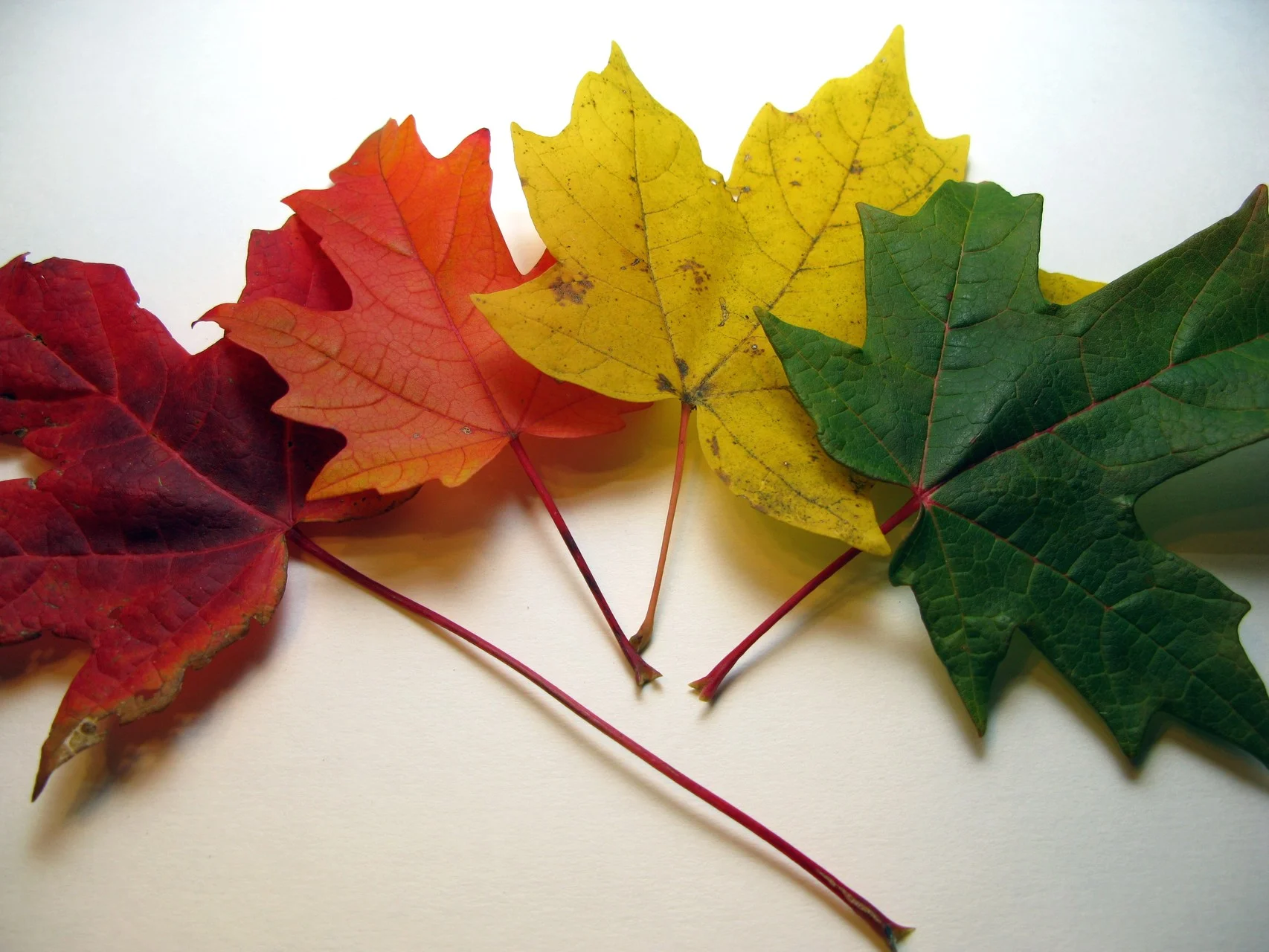 frankieleon_Leaf Colors_YkZjQmc.webp