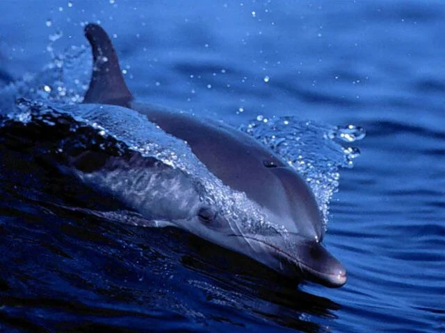 free_living_dolphins_screensaver-31993.webp