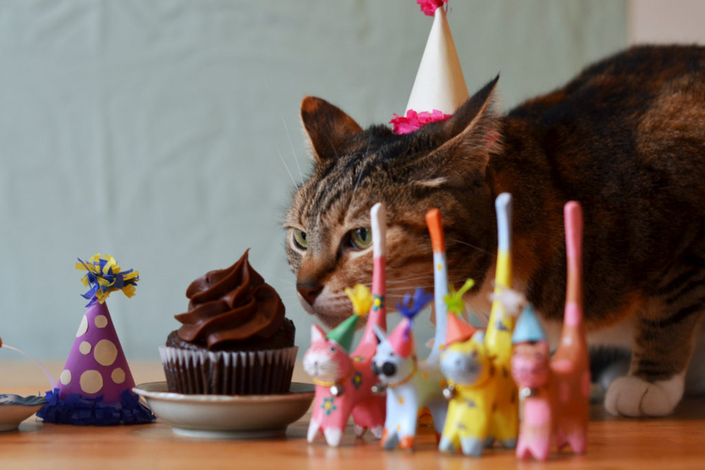 fresh-awkward-happy-birthday-cat-of-happy-birthday-kitten-images-1024x683.jpg