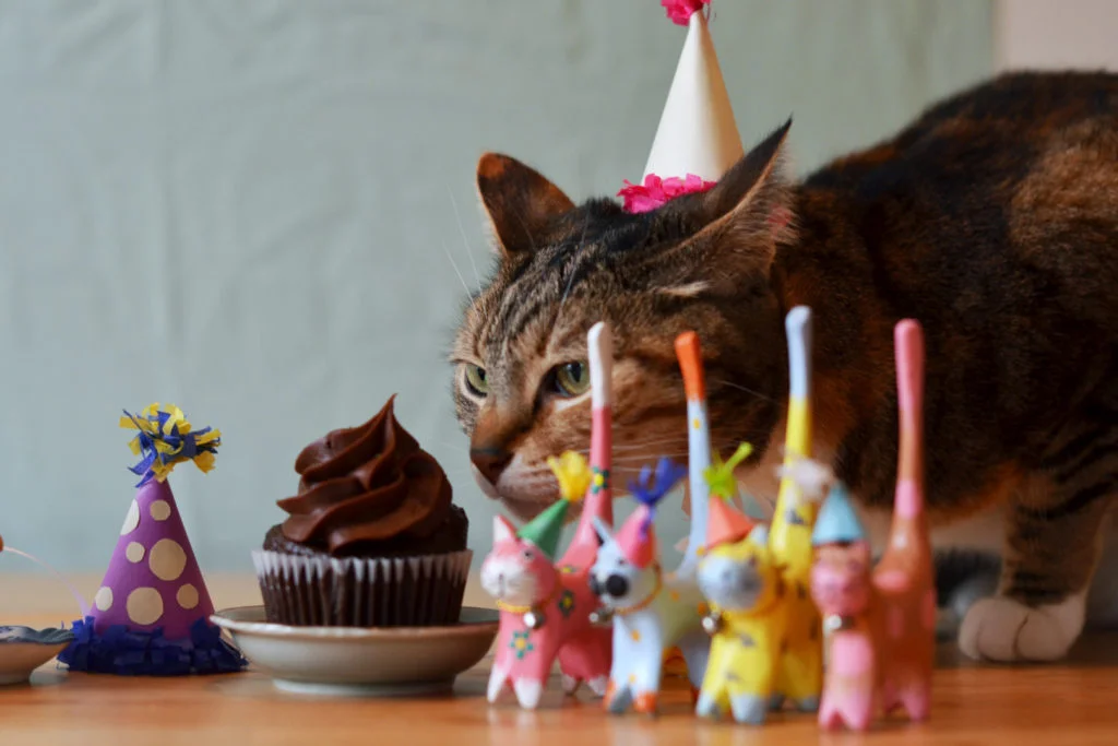 fresh-awkward-happy-birthday-cat-of-happy-birthday-kitten-images-1024x683.webp