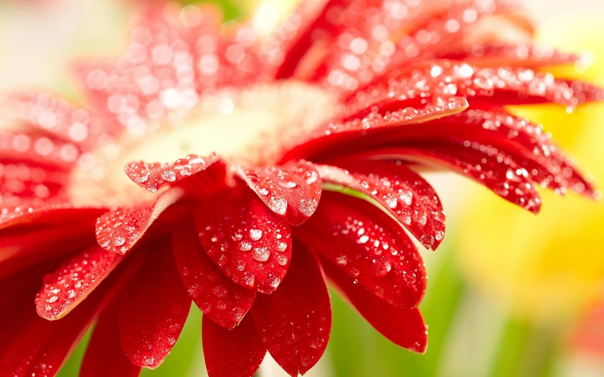 fresh-sparkle-dew-drops-on-red-flower-wallpaper-1920x1200-53861cf580909.webp