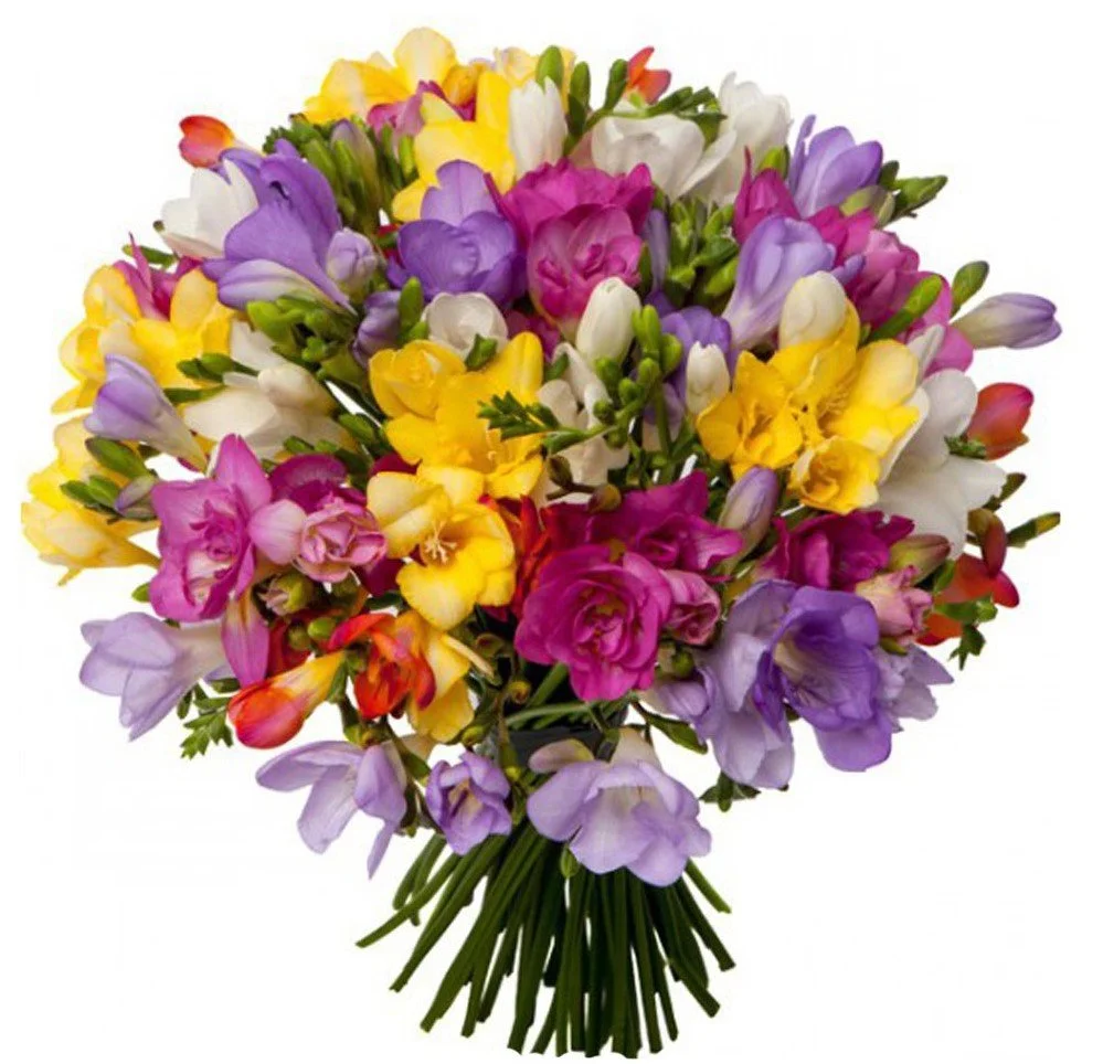 frezya açıklama6.webp