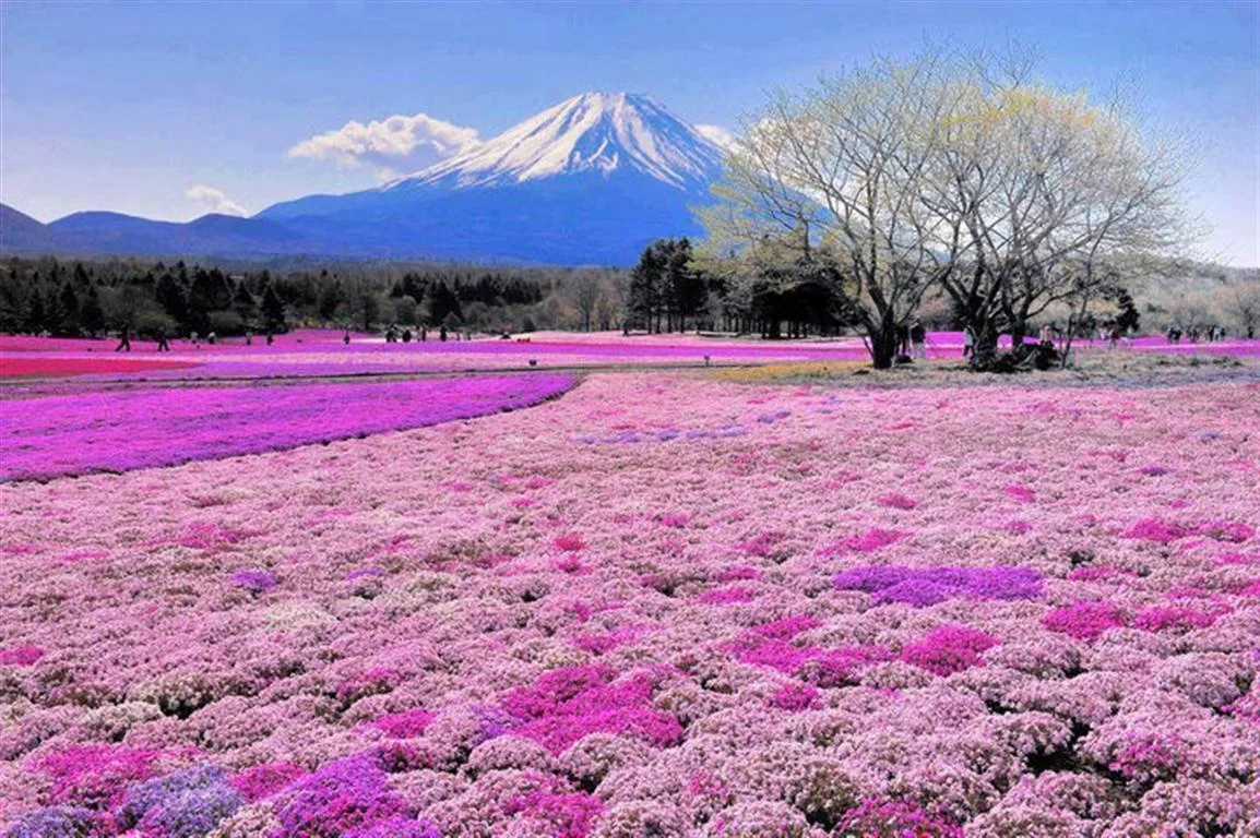 Fuji-Shibazakura-2-Medium.webp