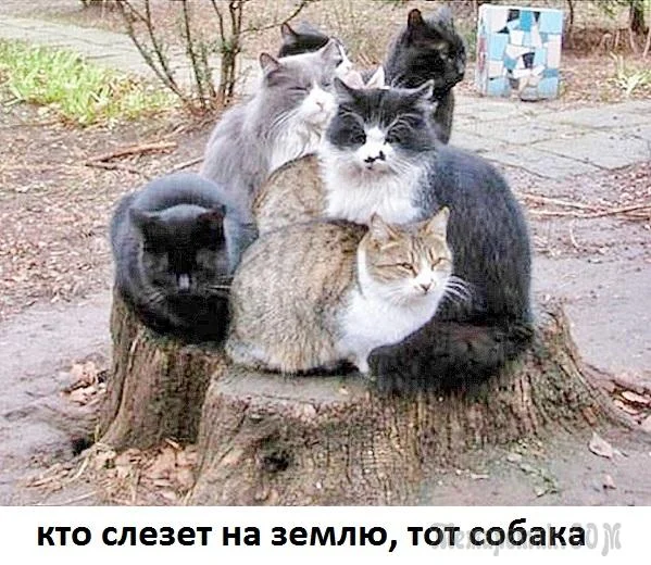 fullsize.webp