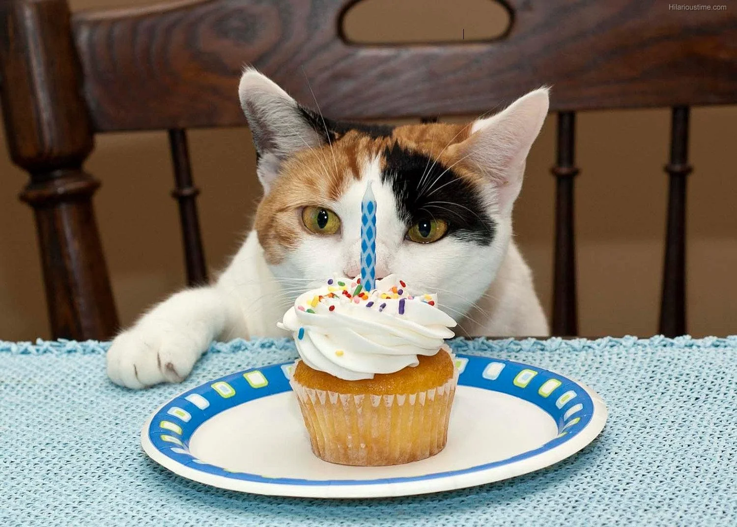 funny-birthday-cat-14-high-resolution-wallpaper.webp