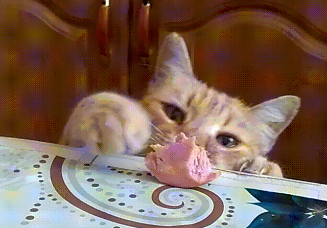 funny-cat-2020-15.gif