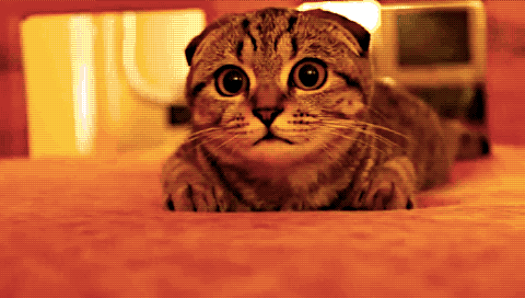funny-cat-43.gif