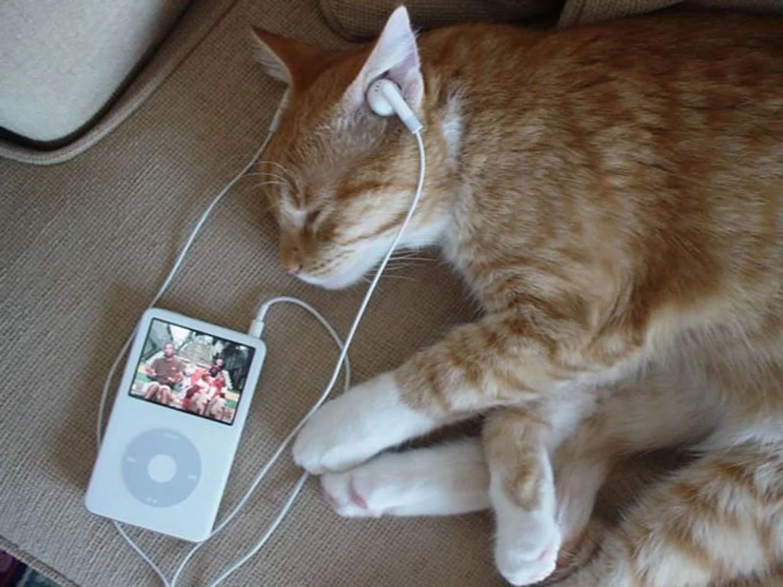 funny-cat-listening-songs-from-6489.webp