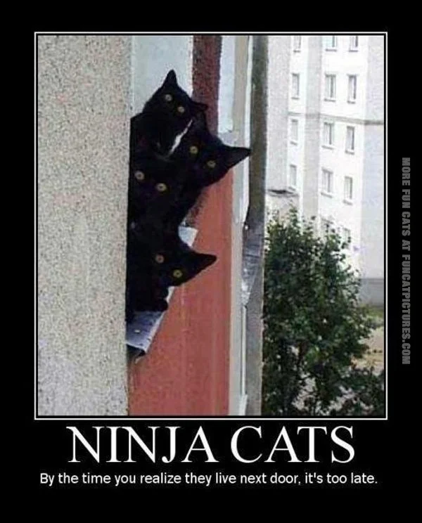 funny-cat-pics-ninja-cats.webp