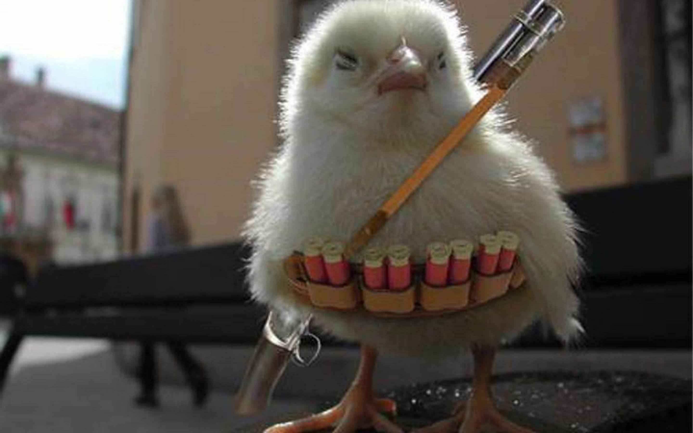 Funny-Chicken-Warrior-Picture.jpg