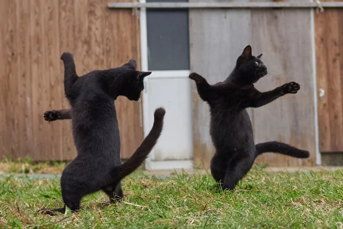 funny-dancing-cats-106-5bf09277305cd__700.webp
