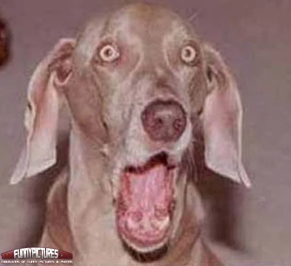 Funny-Dog-Face-10.webp